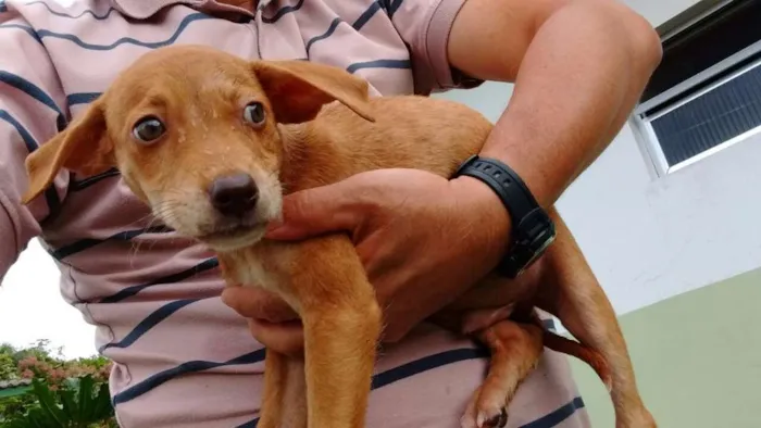 Cachorro ra a SRD idade Abaixo de 2 meses nome LOIRINHO