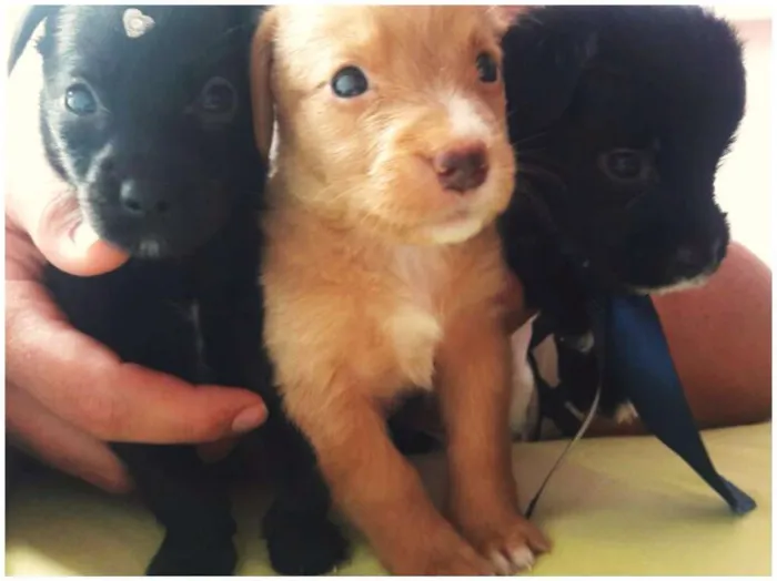 Cachorro raça  idade Abaixo de 2 meses nome Bebês