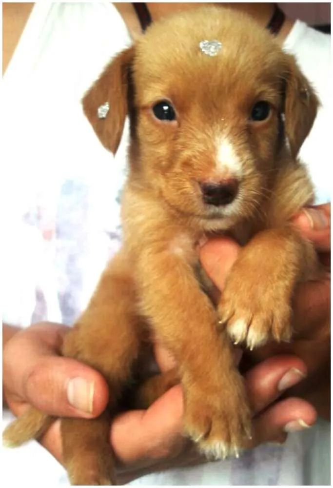 Cachorro raça  idade Abaixo de 2 meses nome Bebês