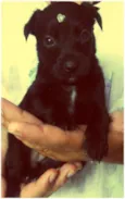 Bebês