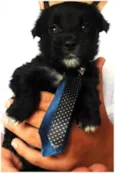 Bebês