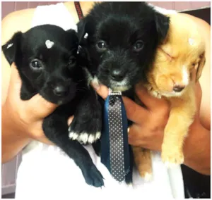Cachorro raça  idade Abaixo de 2 meses nome Bebês