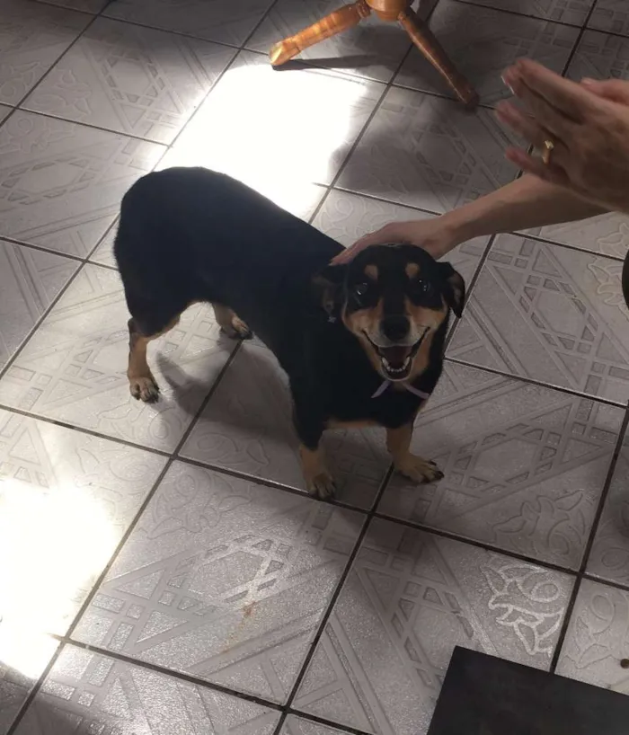 Cachorro ra a Sem raça idade 3 anos nome Lola