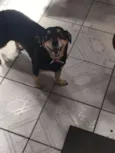 Lola