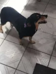 Lola