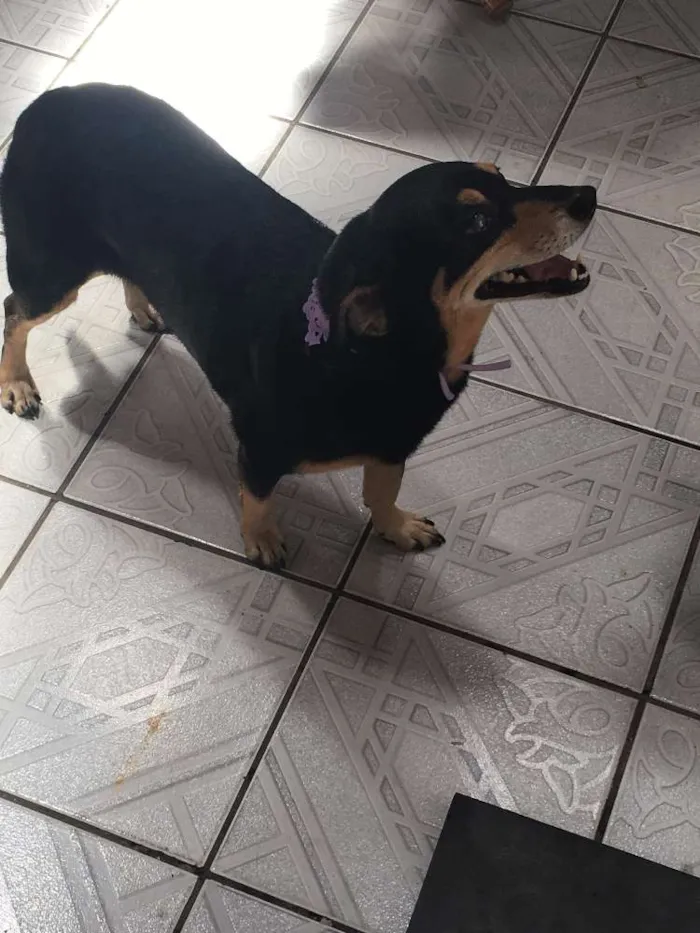Cachorro ra a Sem raça idade 3 anos nome Lola