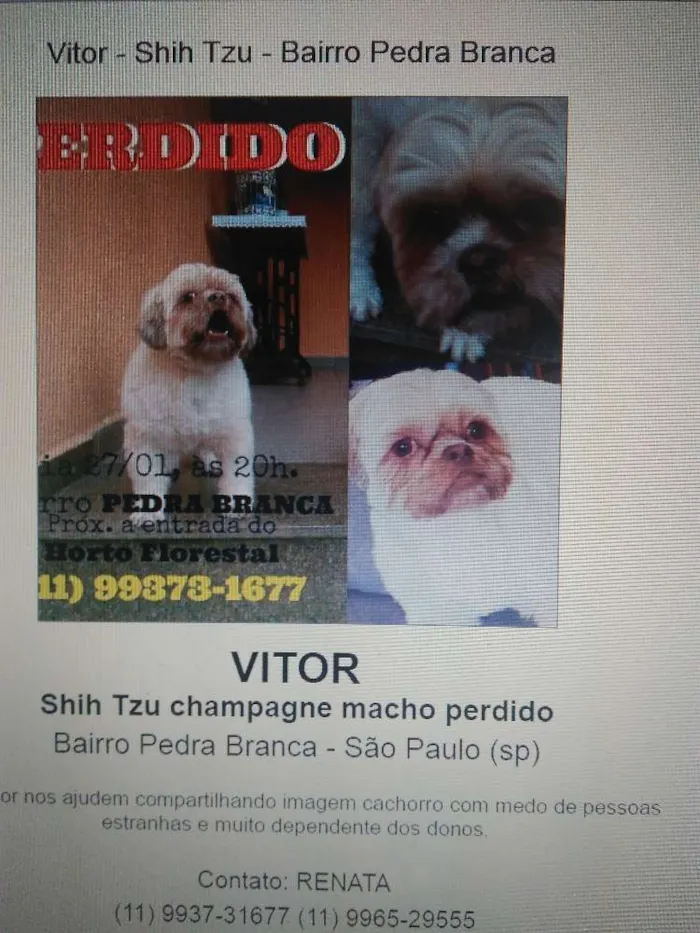 Cachorro ra a Shitzu idade 3 anos nome Vitor