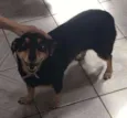 Lola
