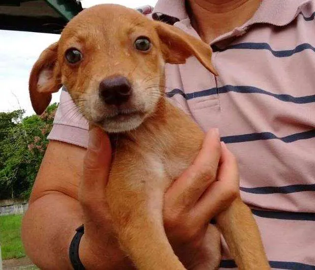Cachorro ra a SRD idade Abaixo de 2 meses nome LOIRINHO