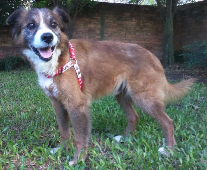 Cachorro ra a SRD idade 3 anos nome Dog New Year