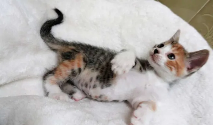Gato ra a s idade Abaixo de 2 meses nome Zuria