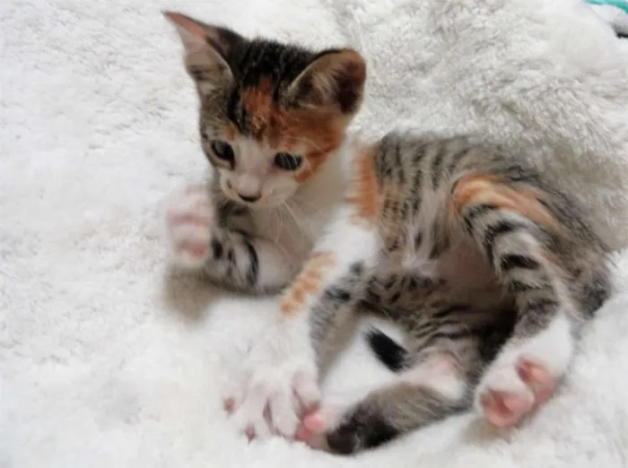Gato ra a s idade Abaixo de 2 meses nome Zuria