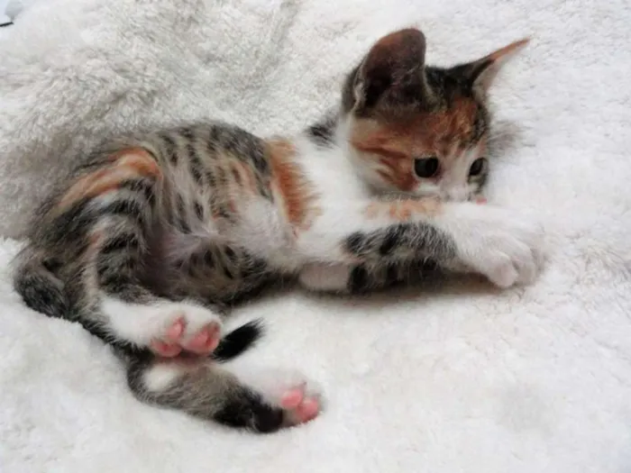 Gato ra a s idade Abaixo de 2 meses nome Zuria