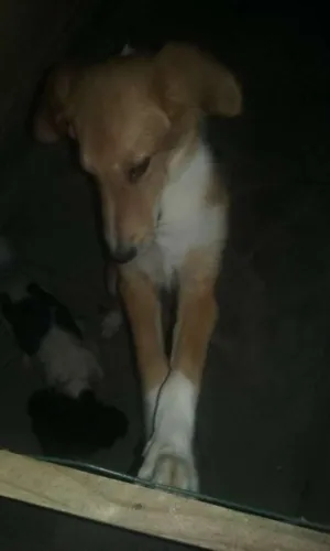 Cachorro raça  idade Abaixo de 2 meses nome Jack 