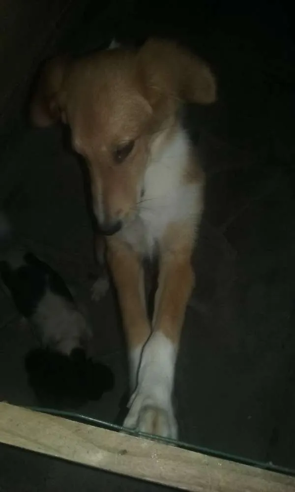Cachorro ra a  idade Abaixo de 2 meses nome Jack 