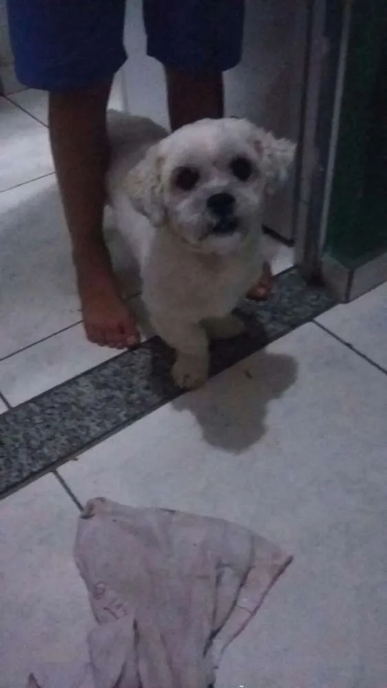 Cachorro raça Lhasa apso idade 3 anos nome Billy