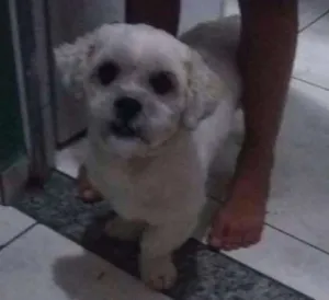 Cachorro raça Lhasa apso idade 3 anos nome Billy
