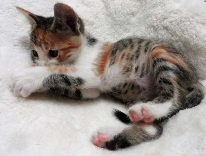 Gato ra a s idade Abaixo de 2 meses nome Zuria