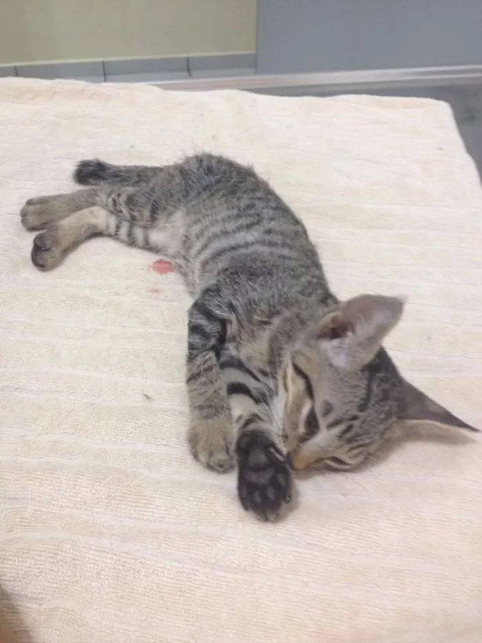 Gato ra a  idade Abaixo de 2 meses nome varios