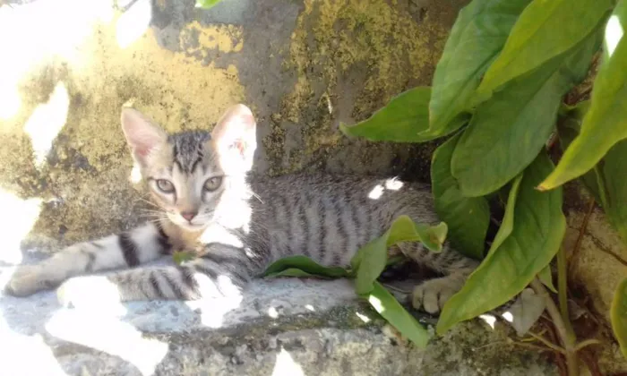 Gato ra a  idade Abaixo de 2 meses nome varios