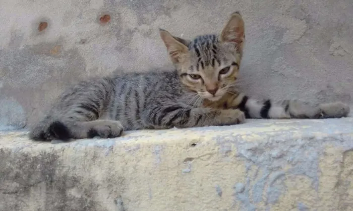 Gato ra a  idade Abaixo de 2 meses nome varios