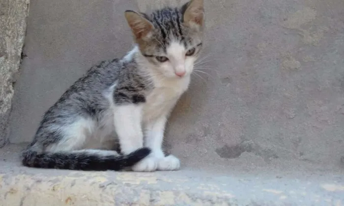 Gato ra a  idade Abaixo de 2 meses nome varios