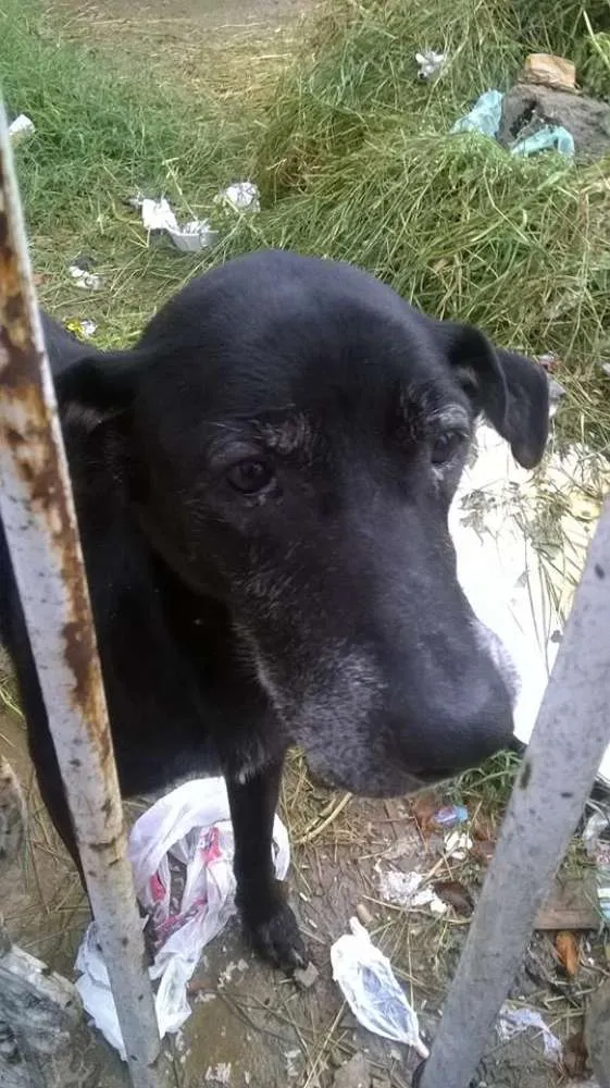 Cachorro ra a SRD idade 4 anos nome Negão 