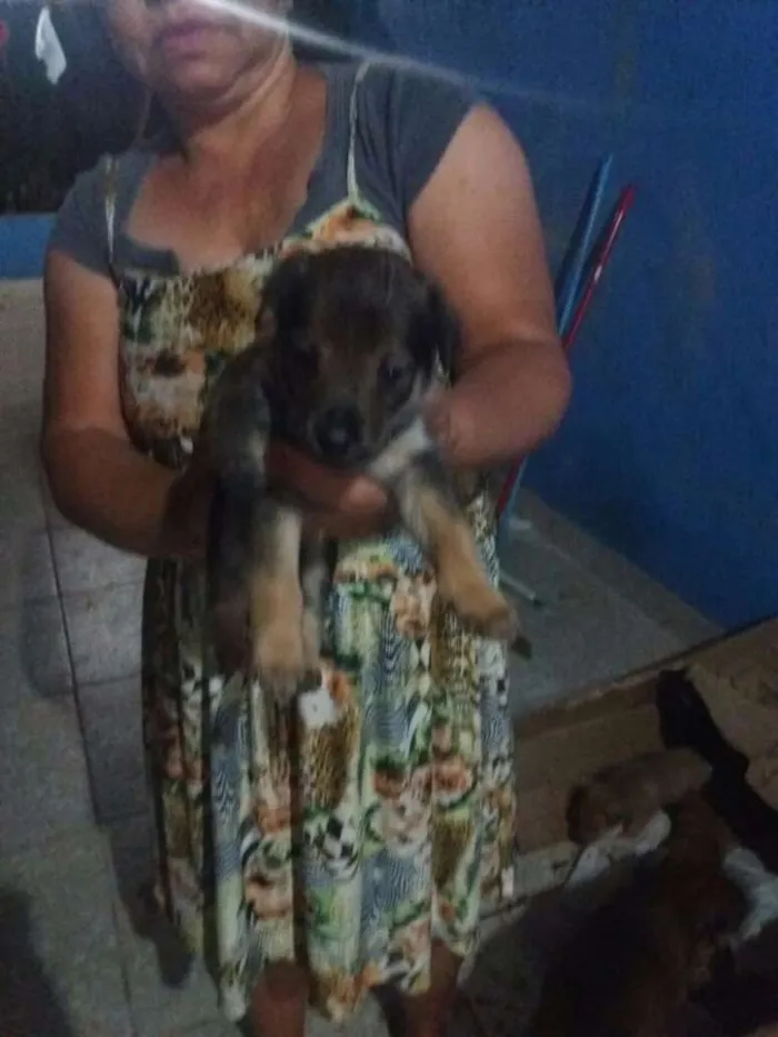 Cachorro raça Puro Amor idade Abaixo de 2 meses nome Ao seu gosto
