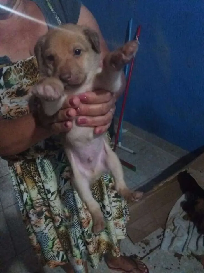 Cachorro raça Puro Amor idade Abaixo de 2 meses nome Ao seu gosto