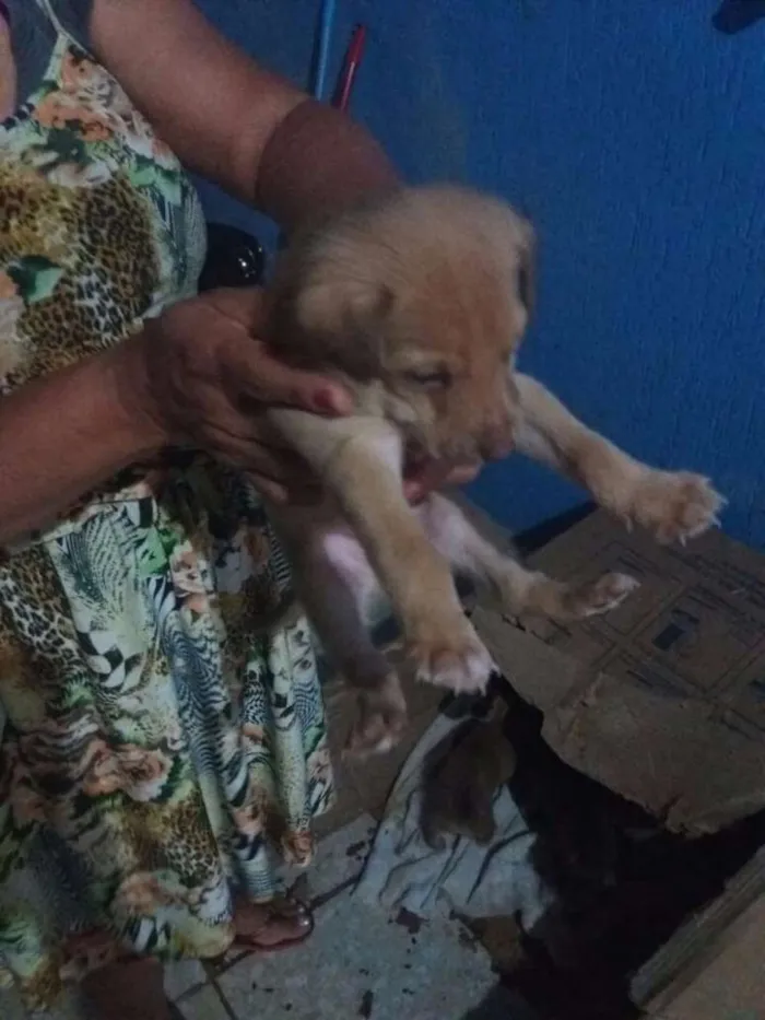 Cachorro raça Puro Amor idade Abaixo de 2 meses nome Ao seu gosto