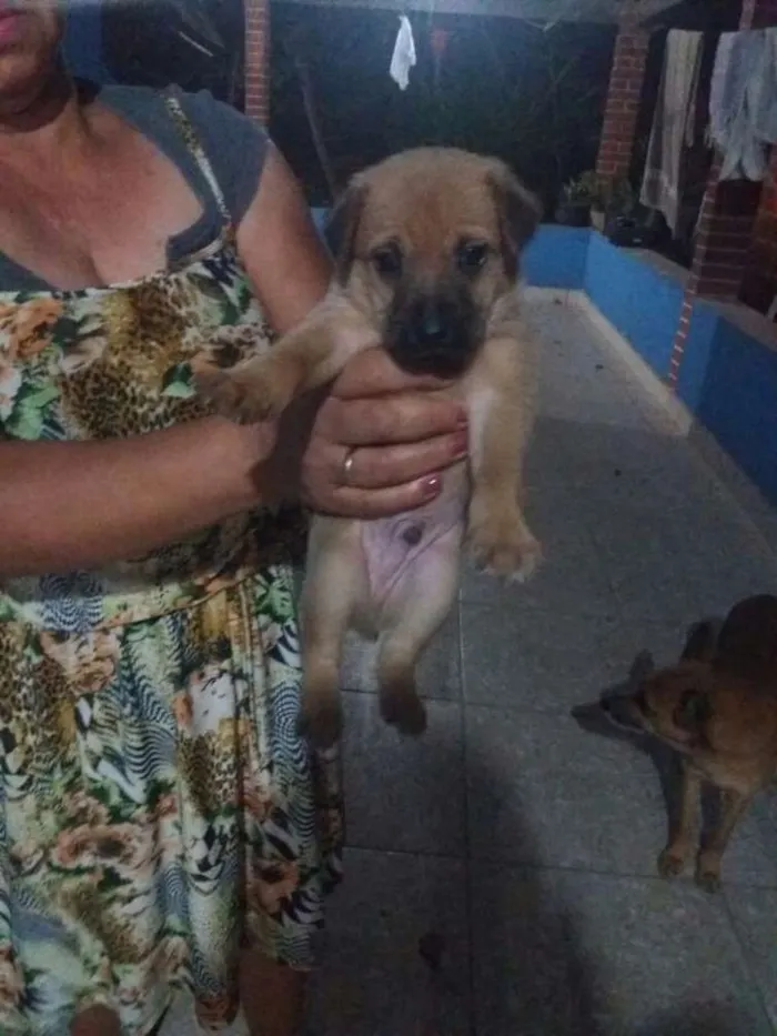 Cachorro raça Puro Amor idade Abaixo de 2 meses nome Ao seu gosto