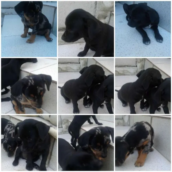 Cachorro ra a Vira lata idade Abaixo de 2 meses nome Filhotinhos