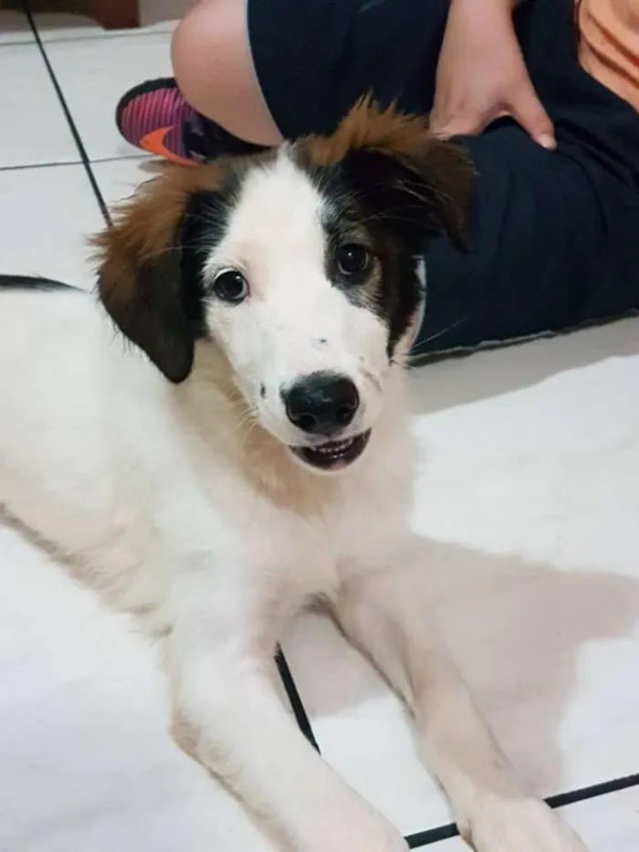 Cachorro ra a SRD idade 2 a 6 meses nome sem nome