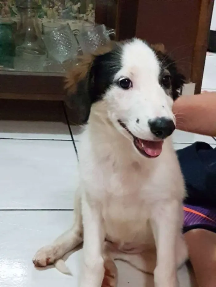 Cachorro ra a SRD idade 2 a 6 meses nome sem nome