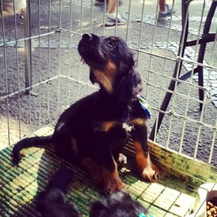 Cachorro raça Mestiço idade 2 a 6 meses nome Sem nome