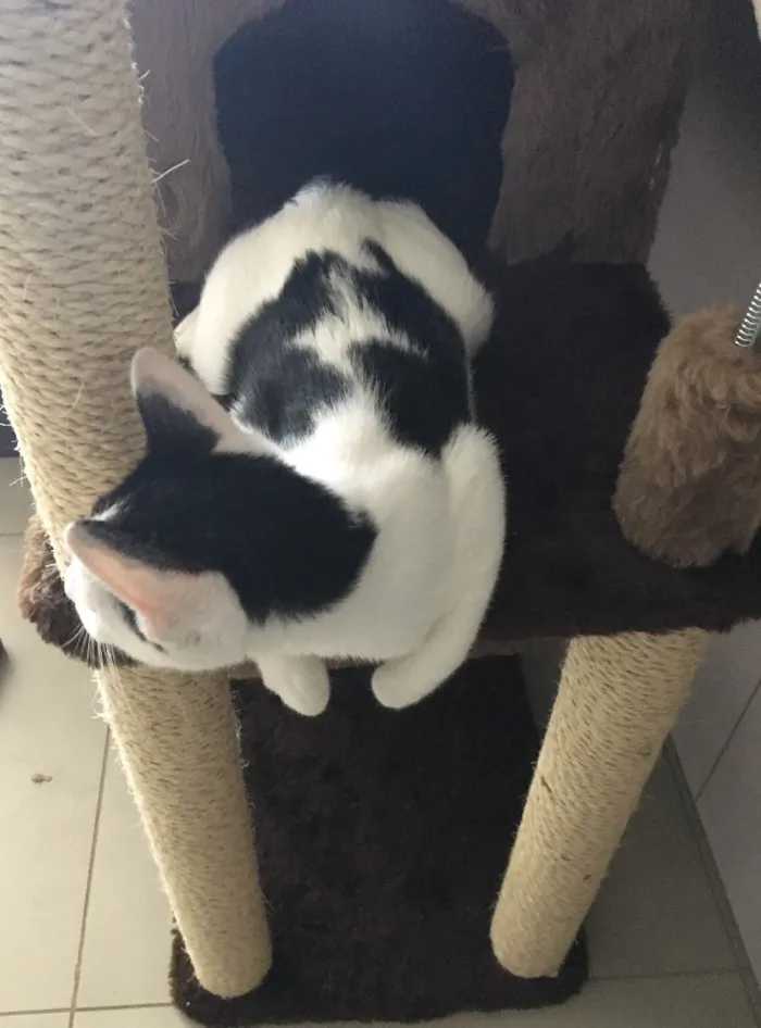 Gato ra a SRD idade 2 a 6 meses nome Chantilly
