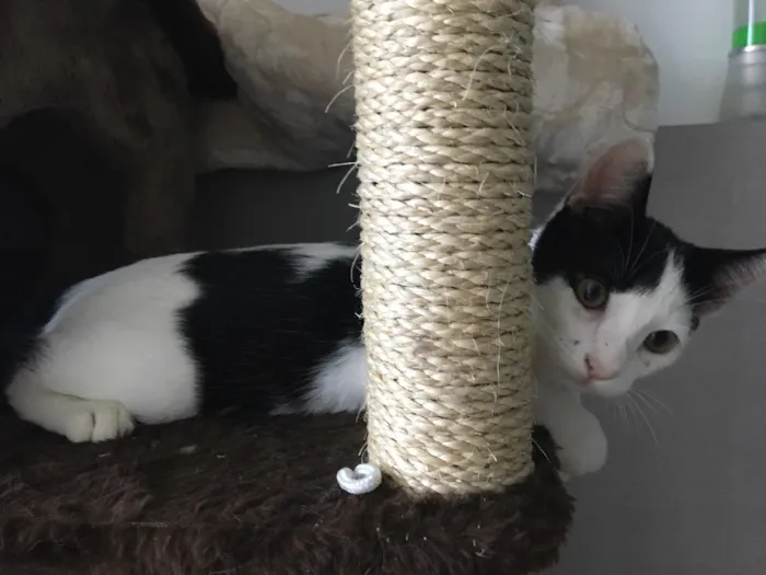 Gato ra a SRD idade 2 a 6 meses nome Chantilly