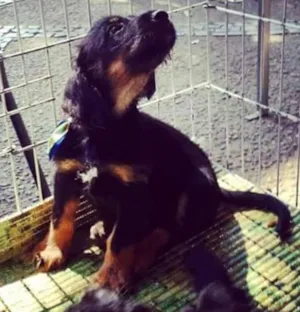 Cachorro raça Mestiço idade 2 a 6 meses nome Sem nome