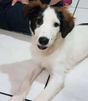 Cachorro raça SRD idade 2 a 6 meses nome sem nome