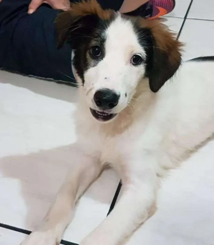 Cachorro ra a SRD idade 2 a 6 meses nome sem nome