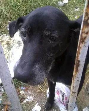 Cachorro raça SRD idade 4 anos nome Negão 