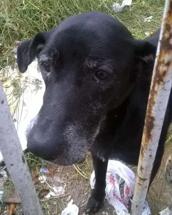Cachorro ra a SRD idade 4 anos nome Negão 