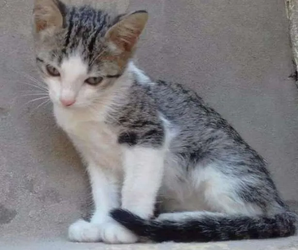 Gato ra a  idade Abaixo de 2 meses nome varios