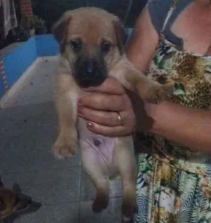 Cachorro raça Puro Amor idade Abaixo de 2 meses nome Ao seu gosto