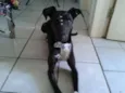 Estrela