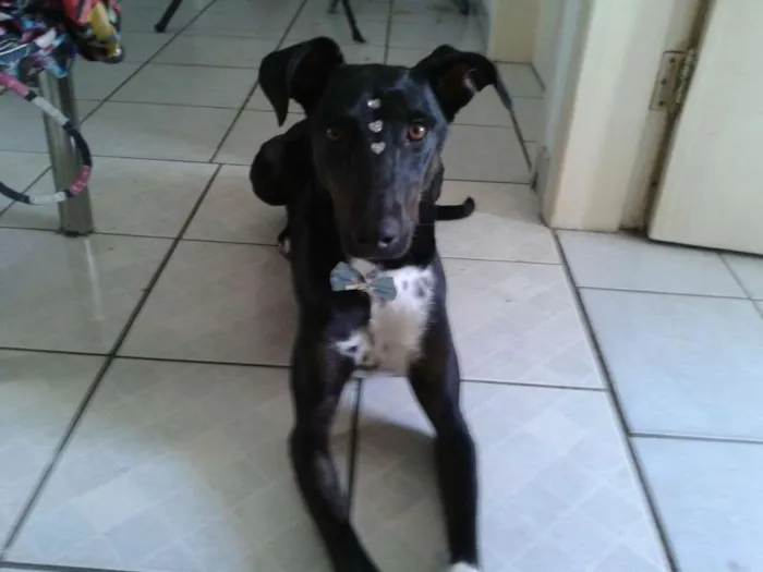 Cachorro ra a SRD idade 3 anos nome Estrela