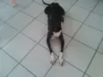 Estrela