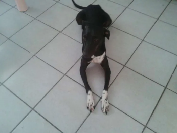 Cachorro ra a SRD idade 3 anos nome Estrela