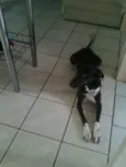 Estrela