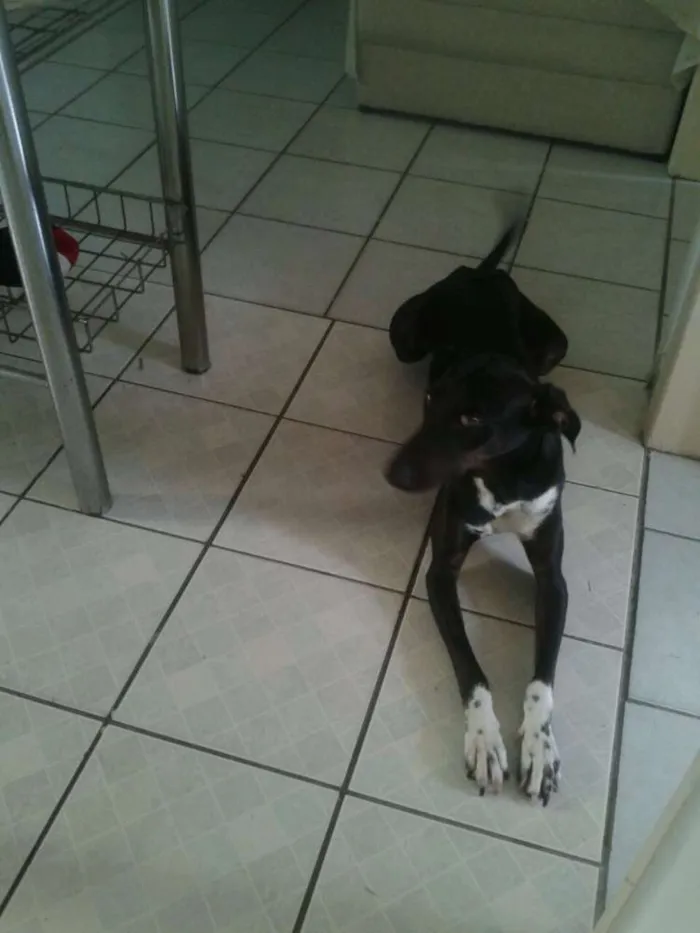 Cachorro ra a SRD idade 3 anos nome Estrela